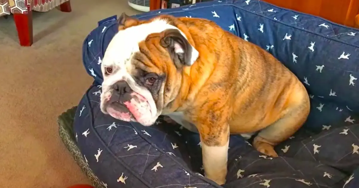 hangry bulldog