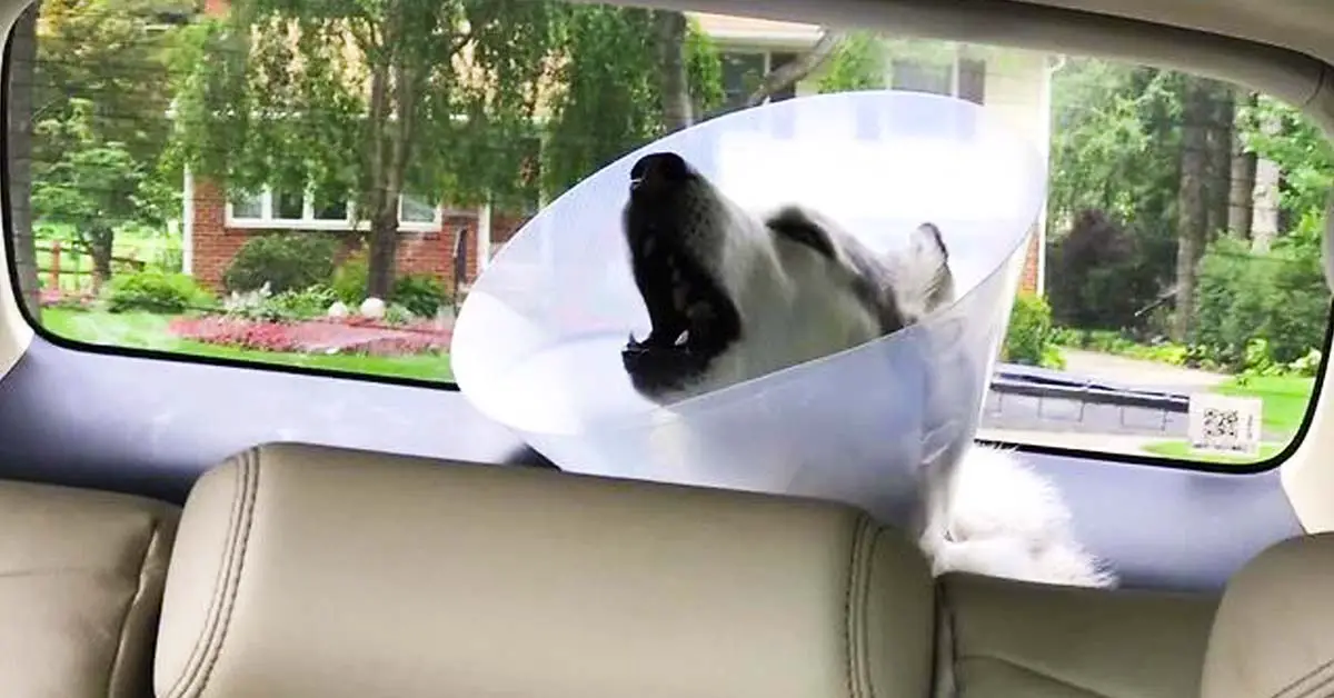 husky recovers from anesthesia