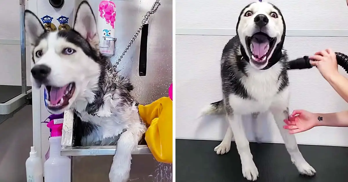 husky at the groomer