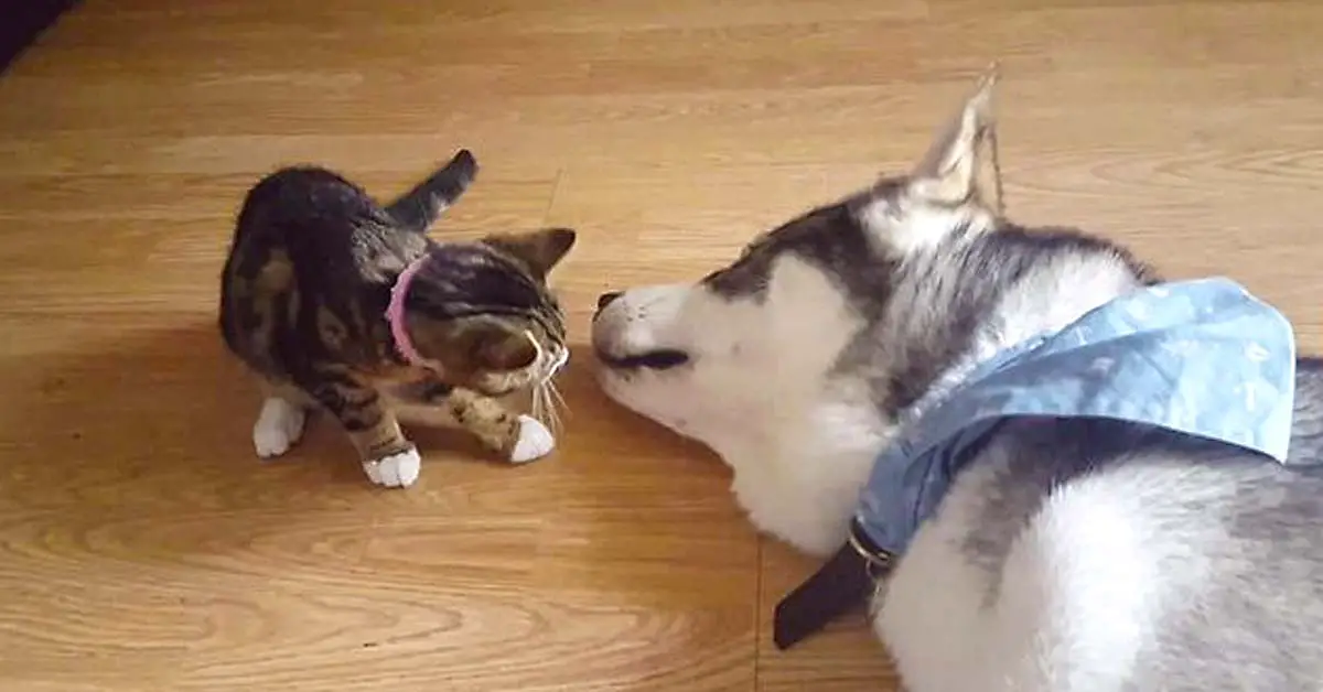 kitten kisses husky