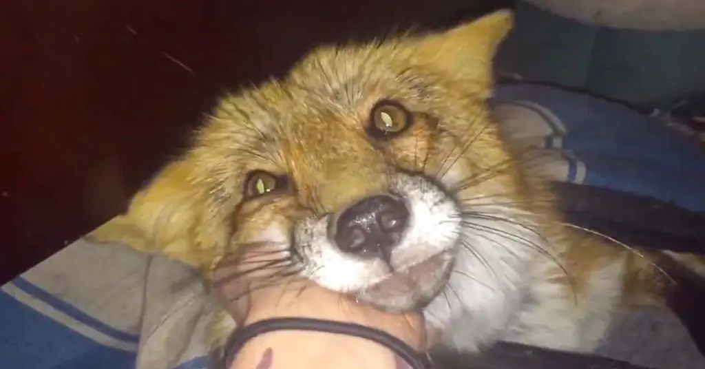 pet fox