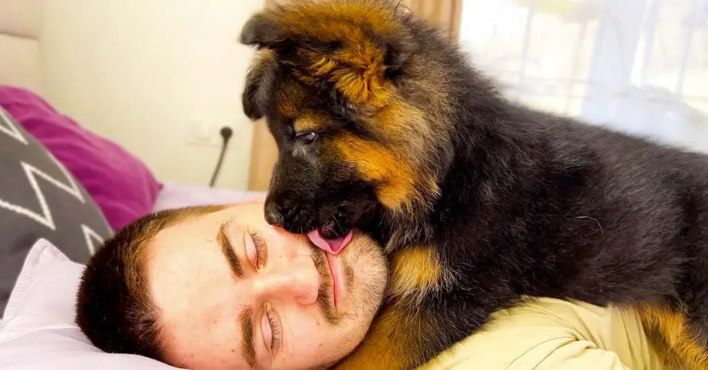 puppy alarm clock
