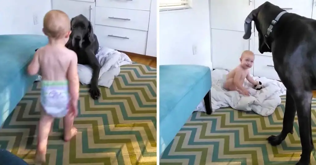 toddler and great dane