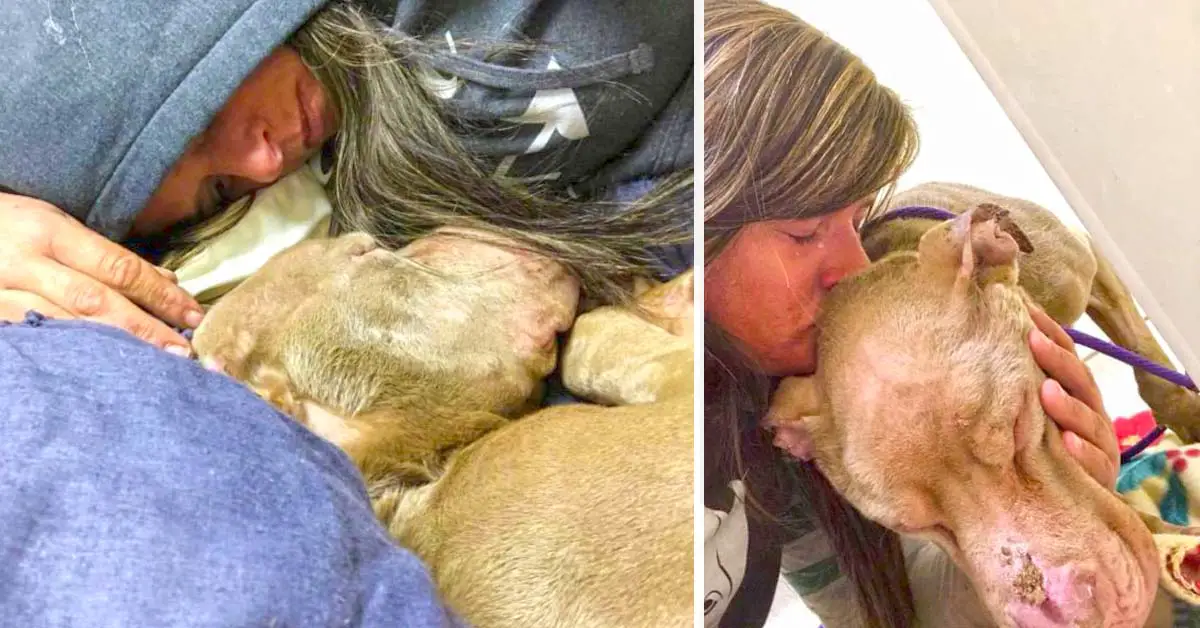 woman comforts dying dog