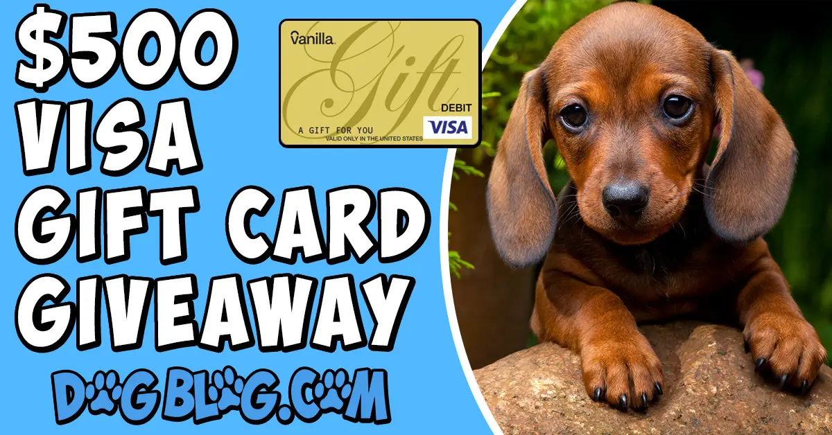  500 Visa Gift Card Giveaway