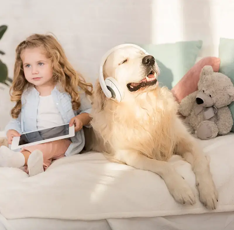 dog wearing headphones