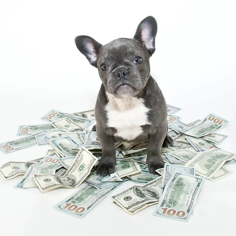 dog standing on money