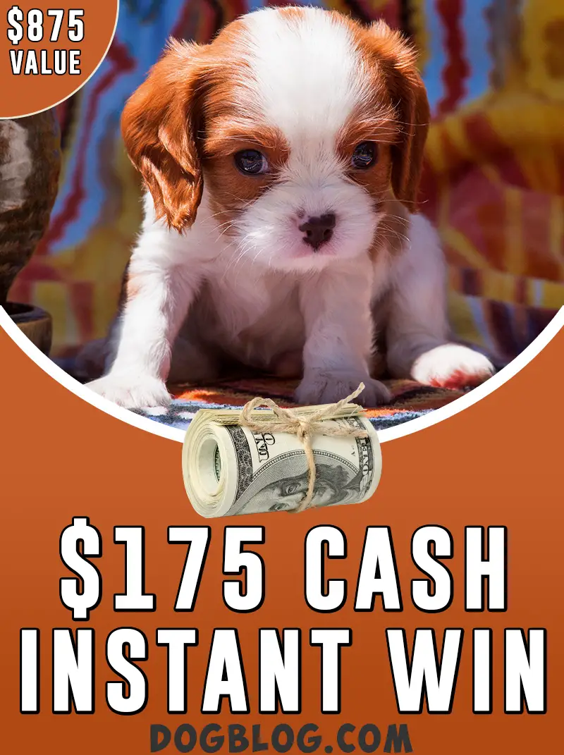 $175 cash instant win