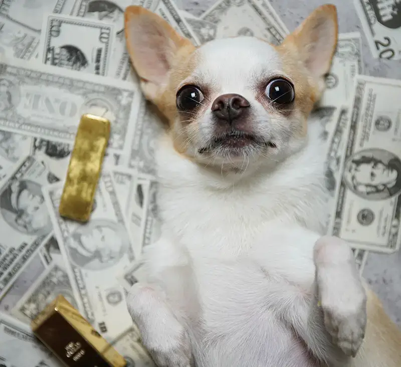 Chihuahua on back with money