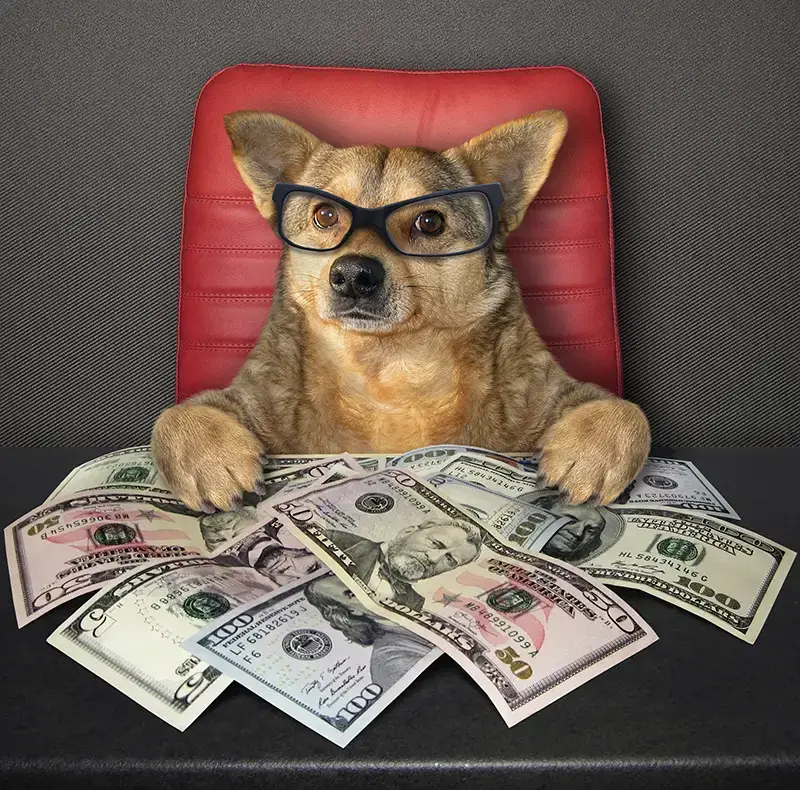 dog at desk with money