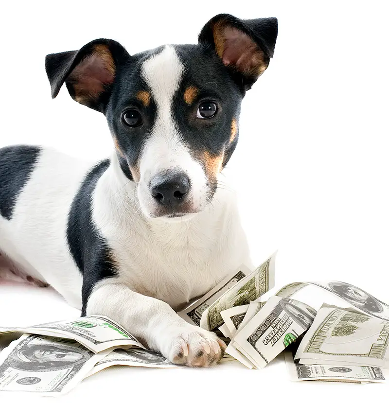 dog laying on $100 bills