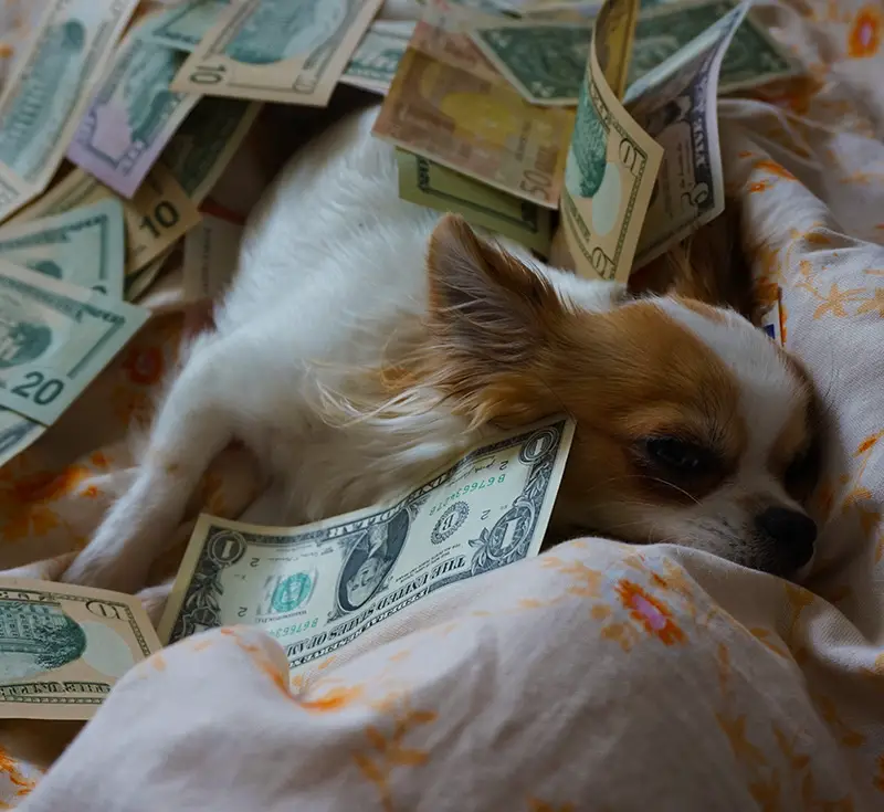 dog napping in bed with money