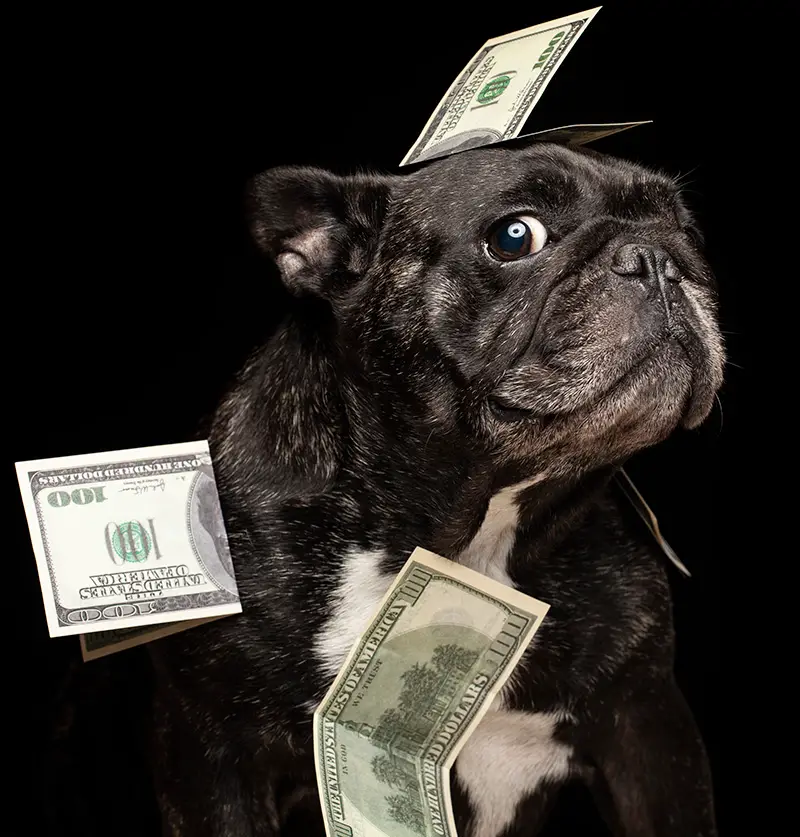pug with $100 bills