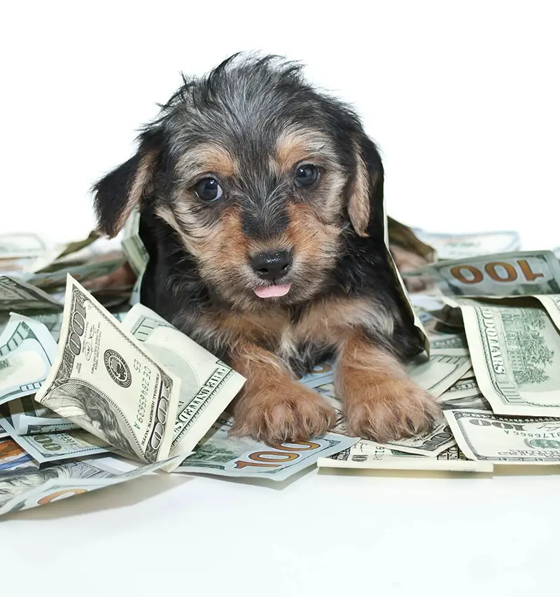 Cute puppy blep with money