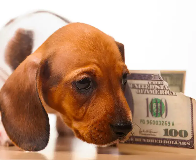 puppy by chewed $100 bill