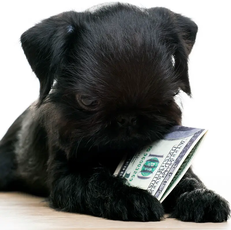 puppy holding money