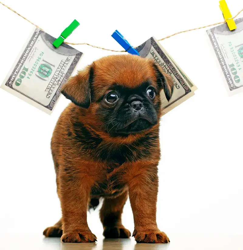 puppy with money on clothes line