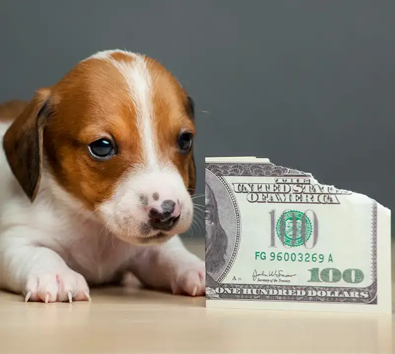 puppy sitting by chewed $100 bill