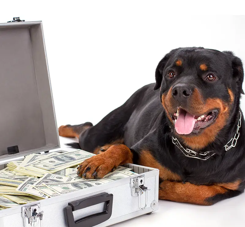 rottweiler next to briefcase of money