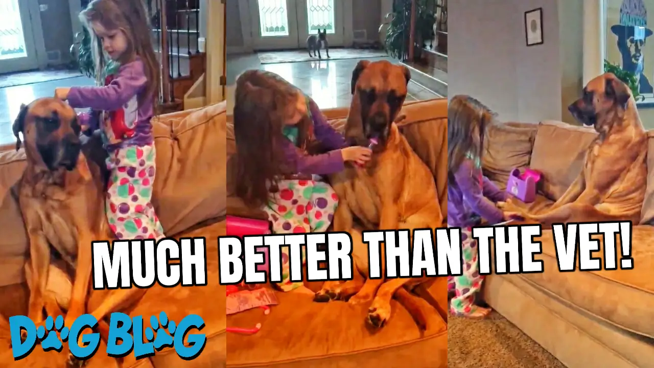 dog gets vet checkup from girl