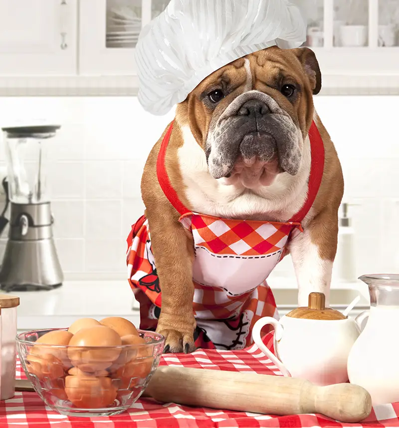 dog with apron