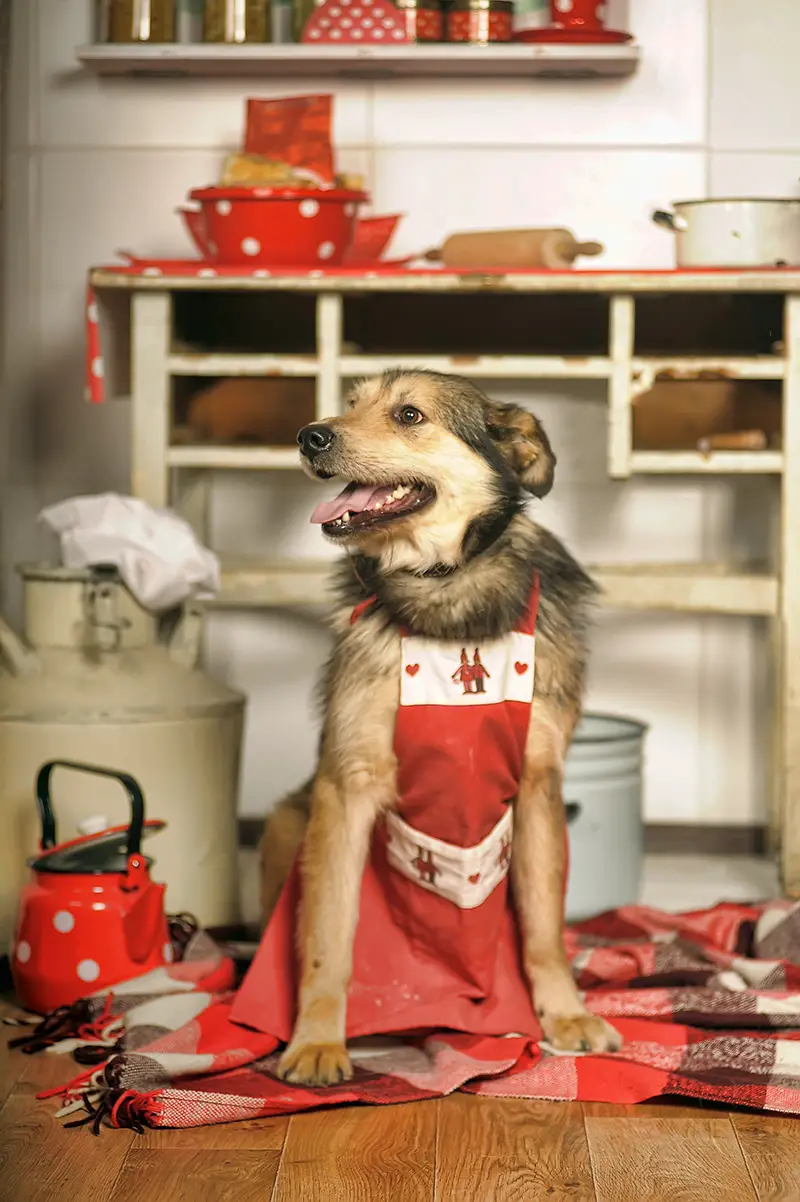 dog wearing apron