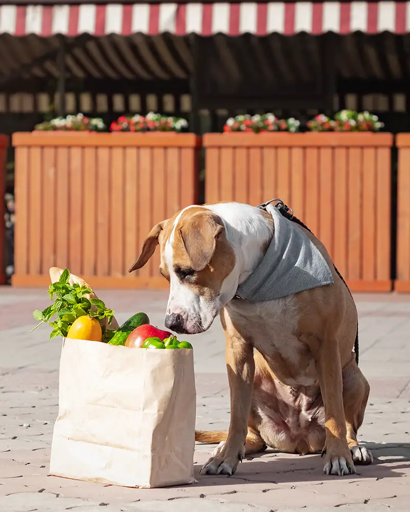 dog looking at bag of groceries