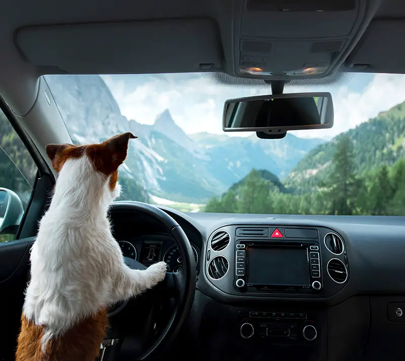 dog driving with mountains