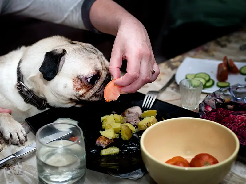dog eating at restaurant