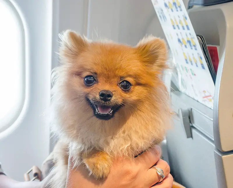 dog traveling in airplane