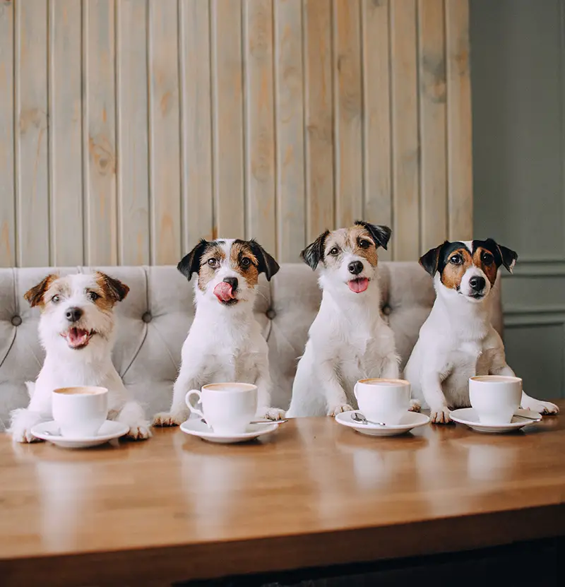 dogs with coffee mugs
