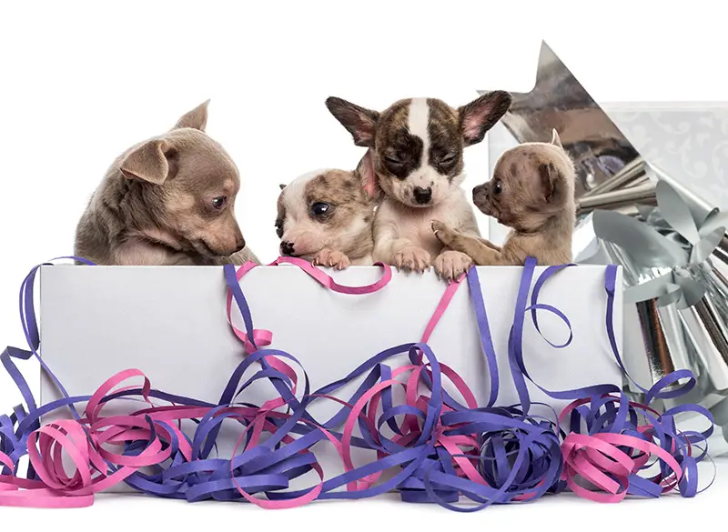 puppies in gift box