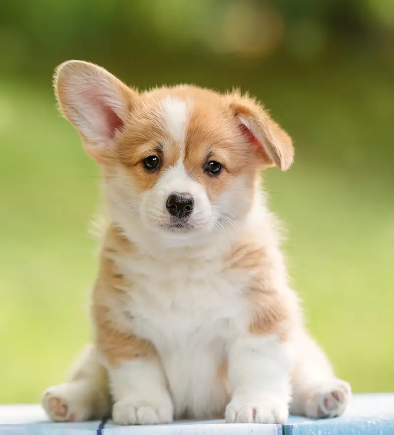 puppy with ear down