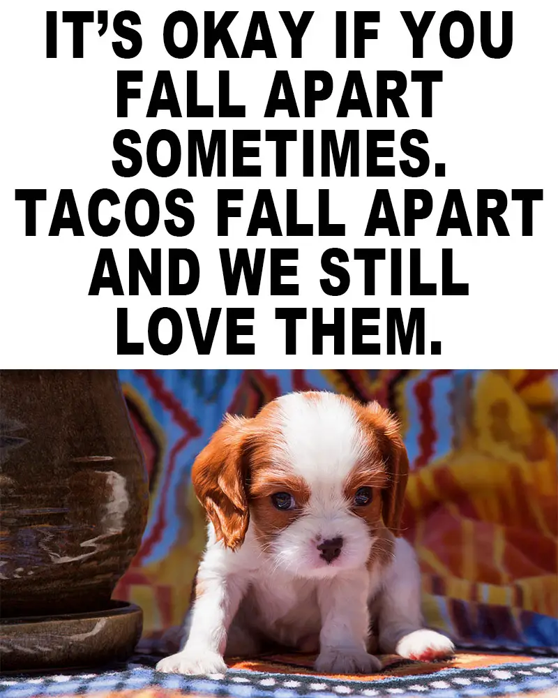 tacos fall apart