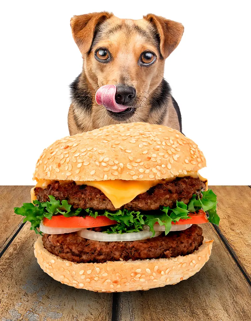 dog and hamburger