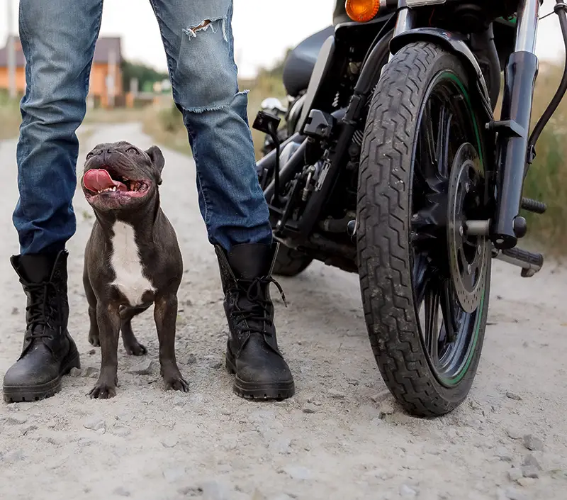 dog near motorcycle