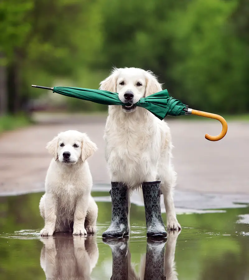 dog and puppy in puddle