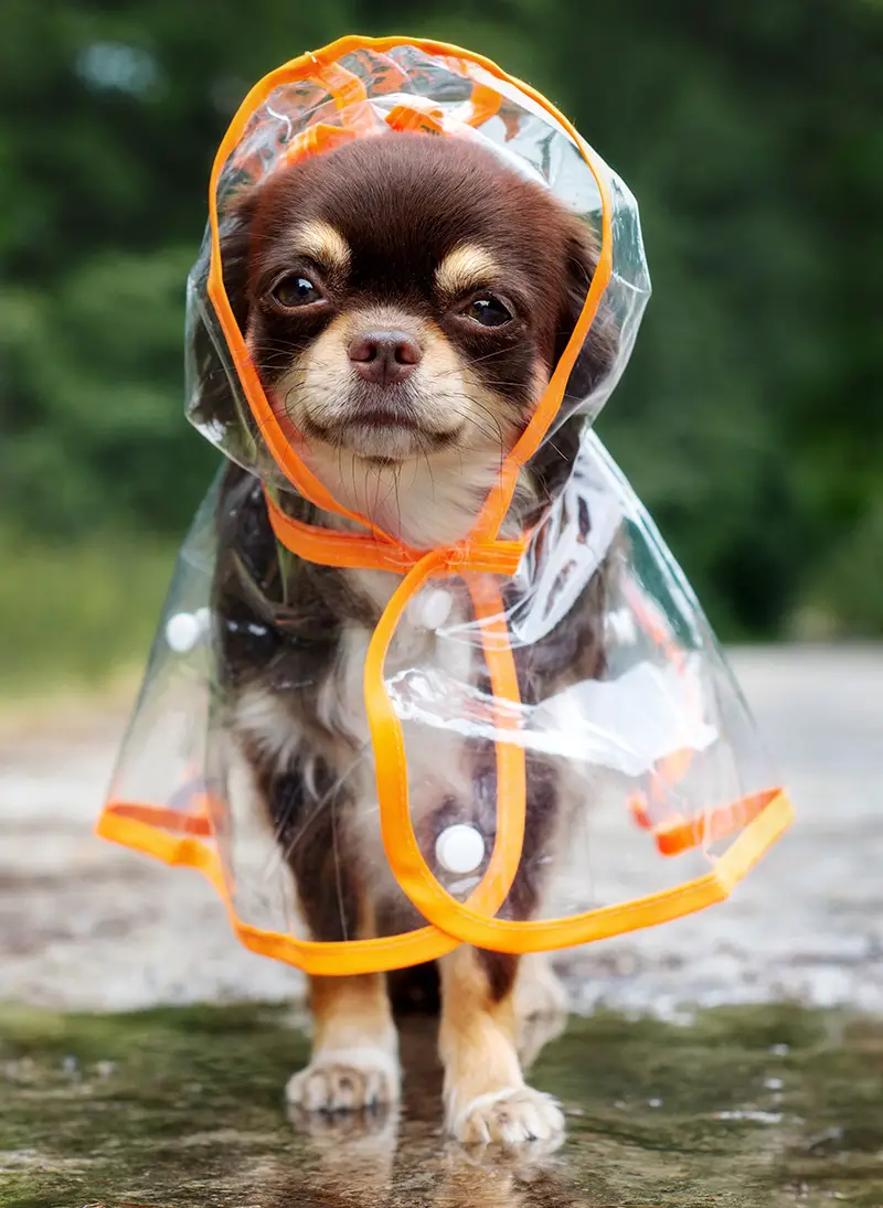 puppy rain coat