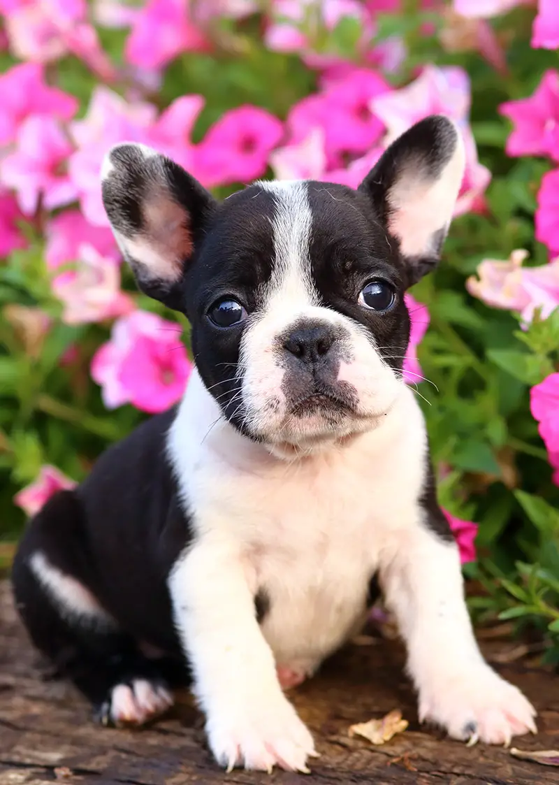 puppy by flowers
