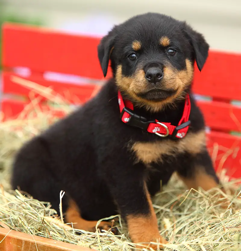 puppy with red collar