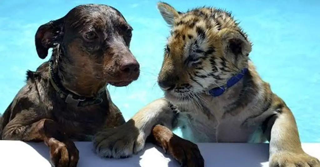tiger and puppy friends