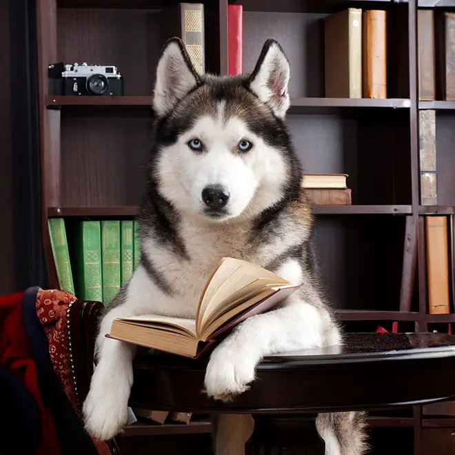 dog reading