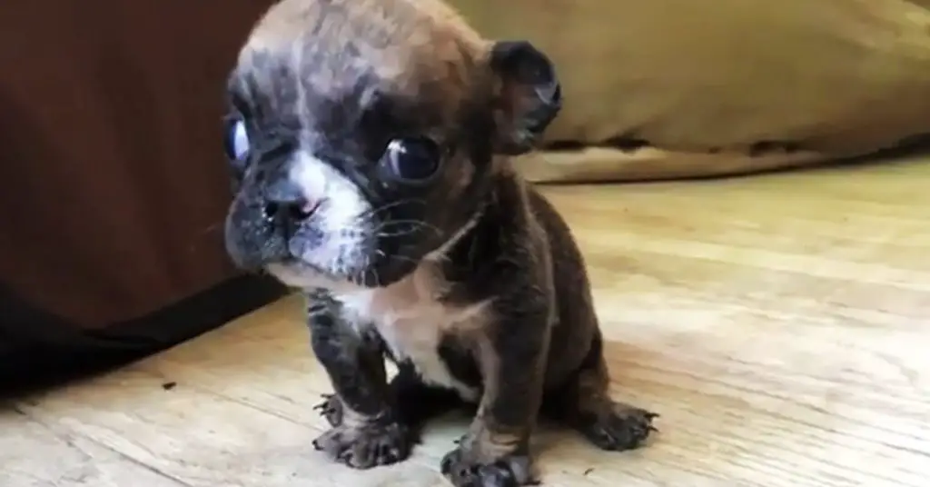 tiny bulldog