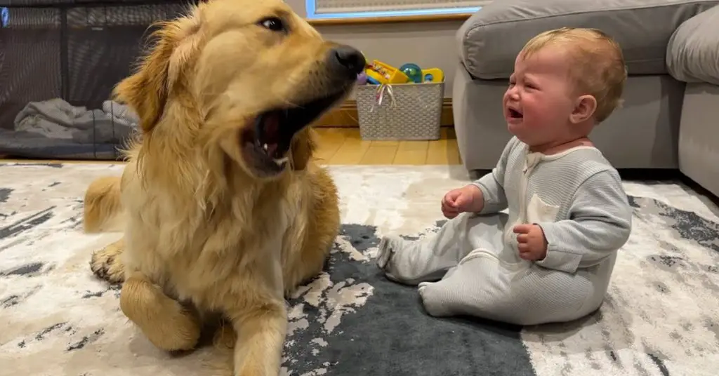 dog and baby