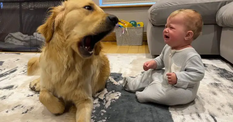 Abandoned Puppy Finds Comfort By Sleeping With Baby