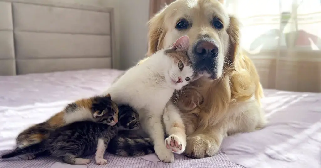 golden retriever and cats