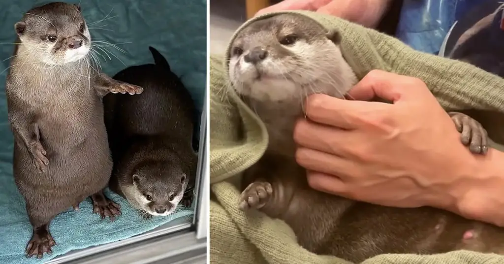 otters