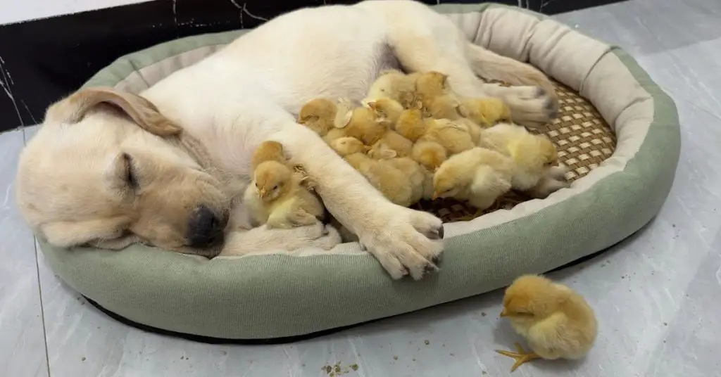 puppy with chicks