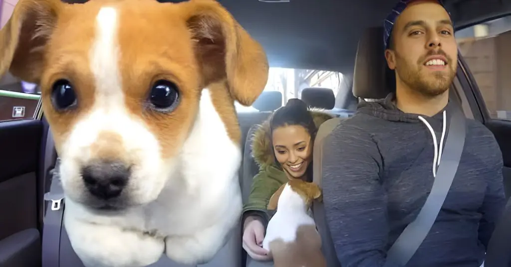 puppy in uber car